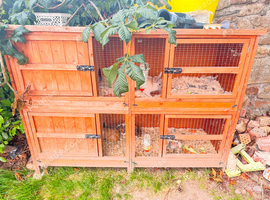 Small male Rabbit and two Guinea Pigs available
