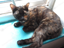 Female cat