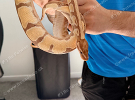 Ball python desert ghost
