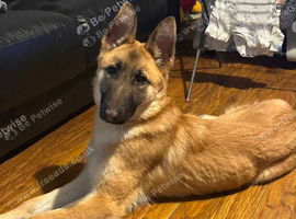 Alsatian cross German shepherd