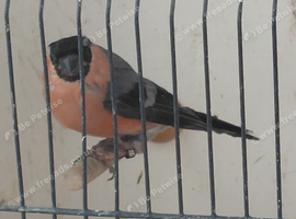 Young   Bullfinches coke  for sale 2026 for sale