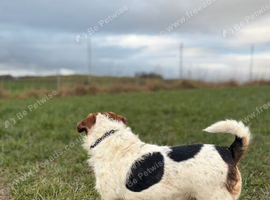 Male jack Russel