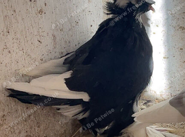 Hen trumpeter