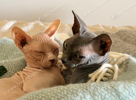 Male and female Sphynx