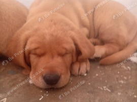 2 boy puppy labradoor
