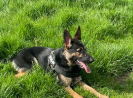 Female gsd