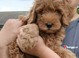 Labradoodle x Toy maltipoo Health Tested