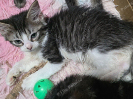 LynOnly 2 female Ragdoll X kittens 11 weeks old ready to leave!
