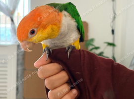 Hand tamed white bellied caique parrot