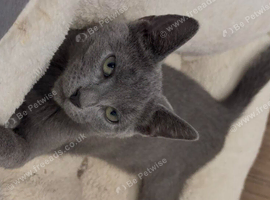 Russian Blue Boy Ready Now