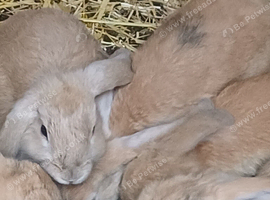 Baby bunnies for sale