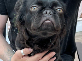 French bulldog fluffy