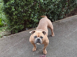 Pocket Bully Boy Age 2 FTGH