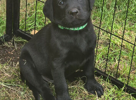 Stunning working Labrador puppies