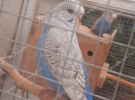 Baby budgies