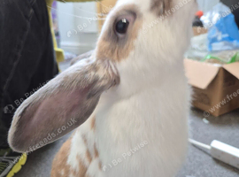 bunny 8month old