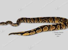 Female Orange Dream het Clown