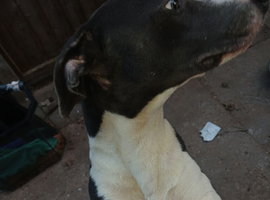 Need a loving home