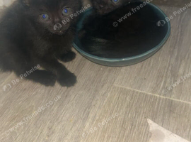 Kittens