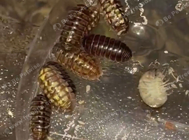 Armadilldium Vulgare &ldquo;Germany&rdquo;