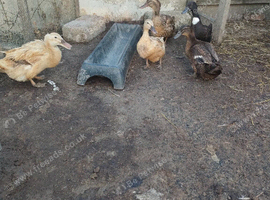 5 x Ducks for sale