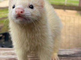 Ferrets 2x girls for sale in Basingstoke