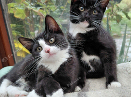 2 cute girls kitten tuxedo born 3rd Aug 2026