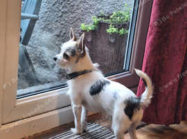Chorkies Male for stud