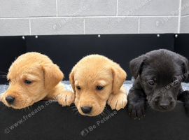 Health tested working Labrador puppies
