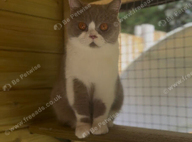 British shorthair female