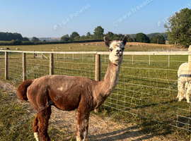 Rose grey BAS registered proven male