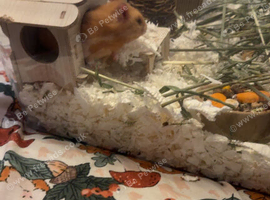 Male Syrian hamster