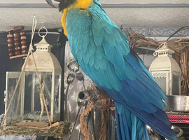 Stunning Blue & Gold Macaw &ndash; 10 Years Old