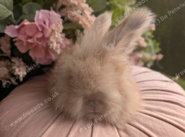 English angora buck