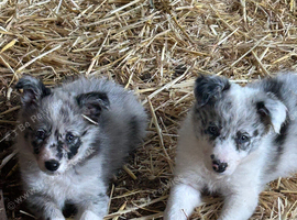 Beautiful mixed litter of border collies