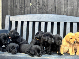 Stunning Labrador Puppies