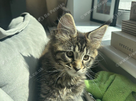 Maine coon kitten