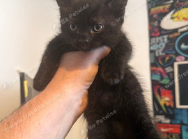 Kittens