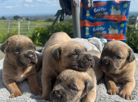 7 cane corso puppies for sale