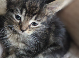 4 beautifull kittens for sale