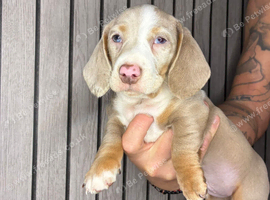miniature Dachshund puppies