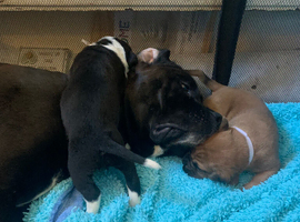 Bullmastiff cross puppies