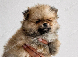 XX SMALL LITTLE POMERANIAN