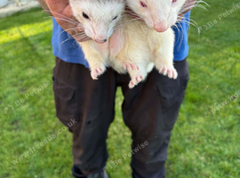 2 ferrets
