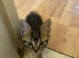 3 male kittens