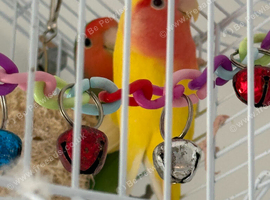 2 beautiful love birds