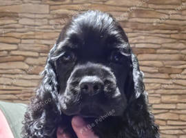 Stunning American Cocker Spaniel puppies