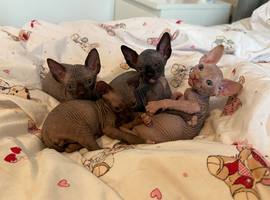 Gorgeous Sphynx