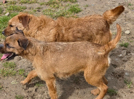 Border Terrier bitches, 3 years old.