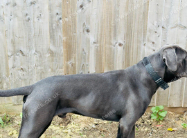 Cane Corso for Rehoming